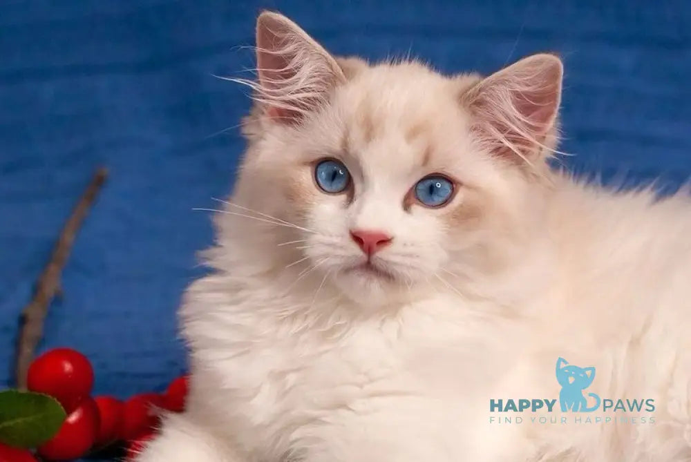 Watson Ragdoll male blue bicolour live animals