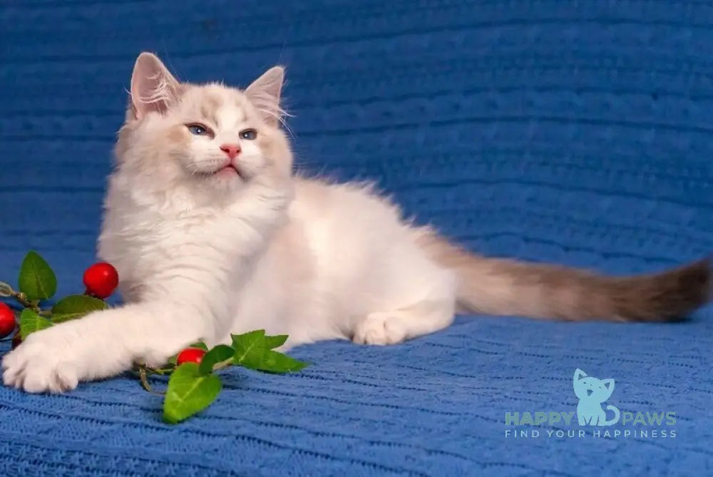 Watson Ragdoll male blue bicolour live animals