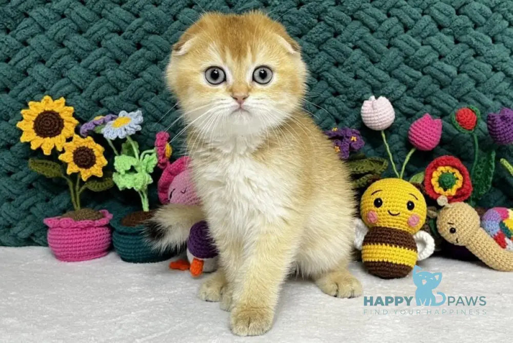 Watson Scottish Fold male black golden chinchilla live animals