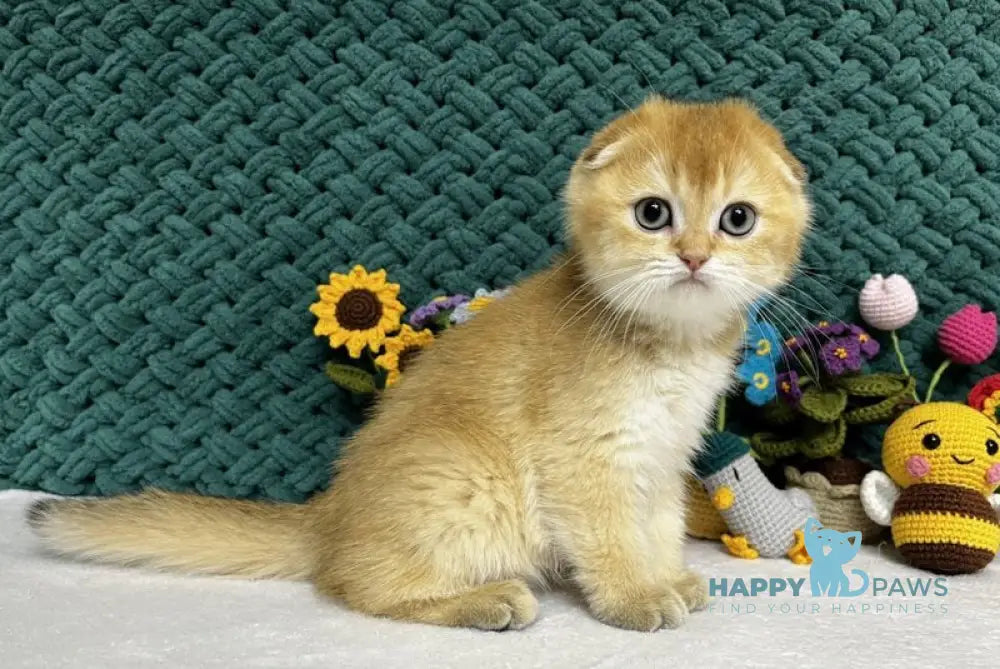 Watson Scottish Fold male black golden chinchilla live animals