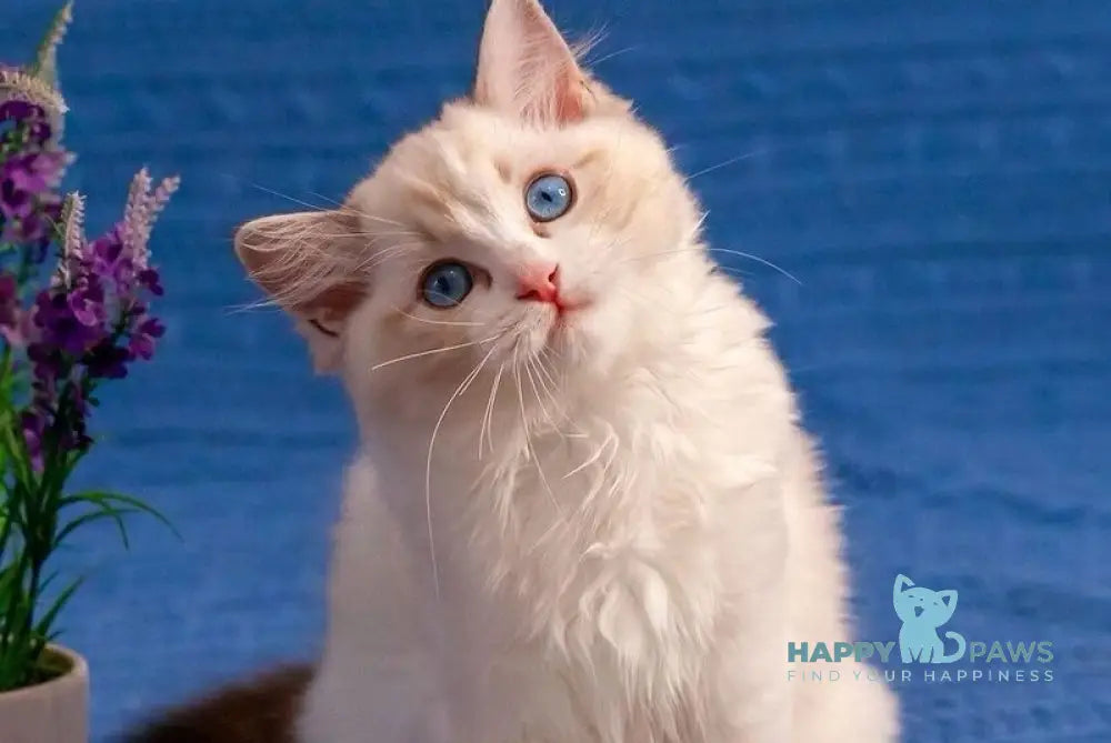 Wave Ragdoll female seal bicolour live animals