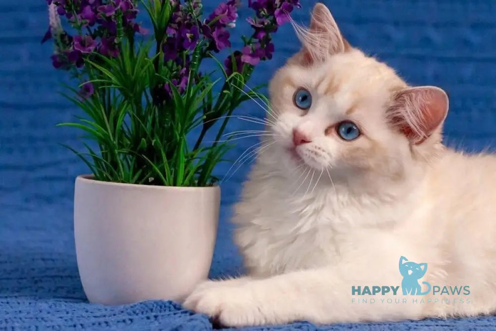 Wave Ragdoll female seal bicolour live animals