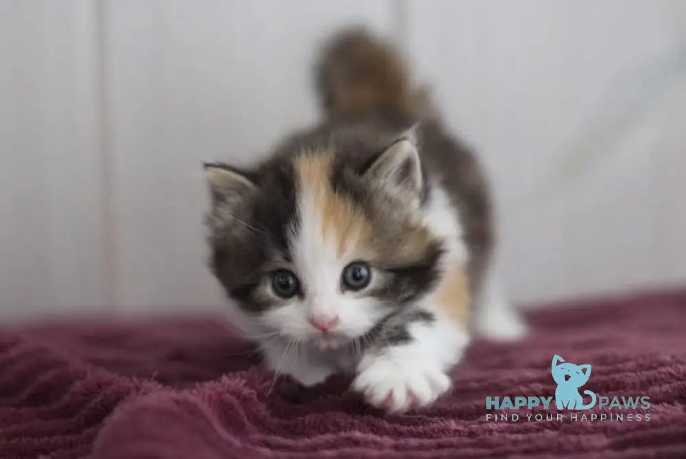 Wayleen Siberian female black tortie tabby bicolour live animals