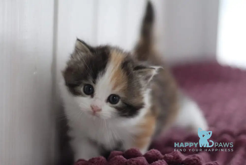 Wayleen Siberian female black tortie tabby bicolour live animals