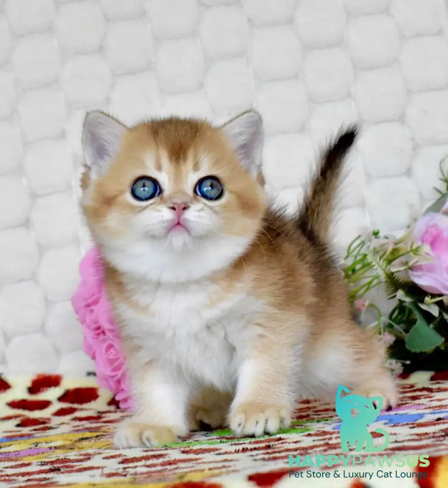 Wayllet British Shorthair female black golden shaded - live animals