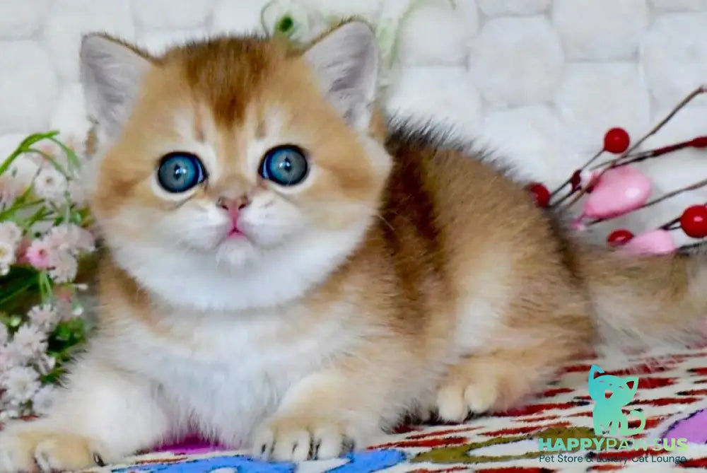 Wayllet British Shorthair female black golden shaded - live animals