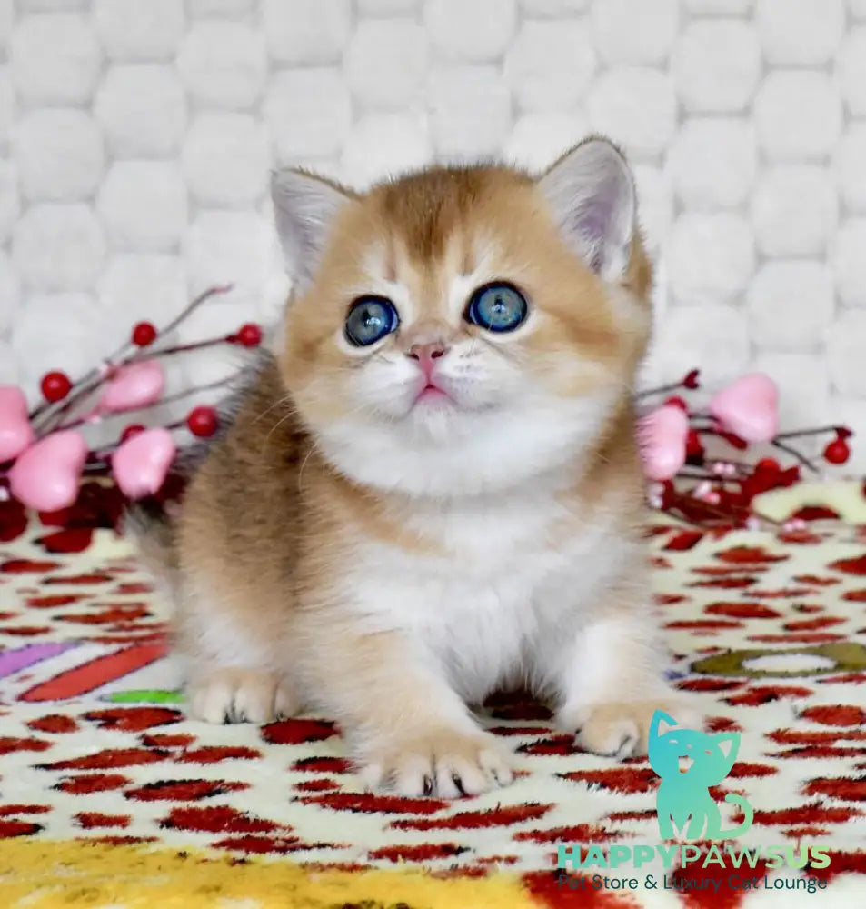 Wayllet British Shorthair female black golden shaded - live animals