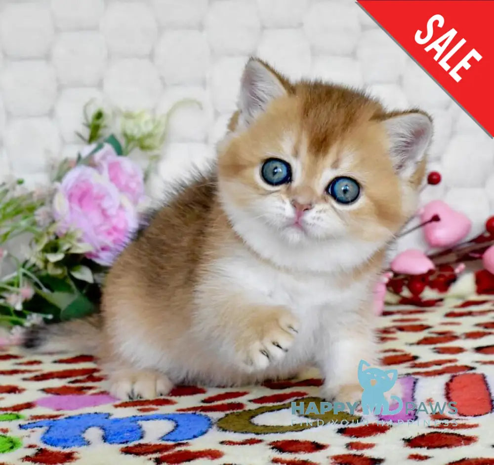 Wayllet British Shorthair female black golden shaded - live animals