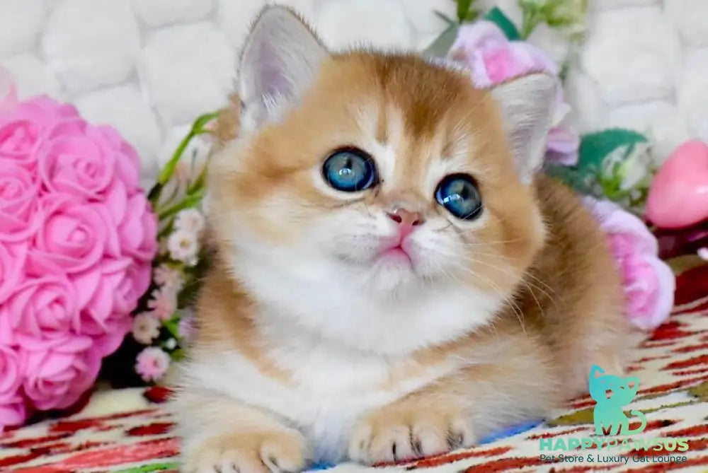 Wayllet British Shorthair female black golden shaded - live animals
