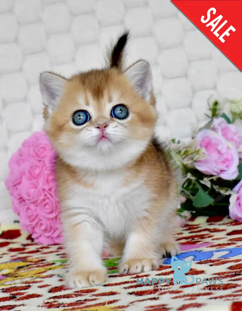 Wayllet British Shorthair female black golden shaded - live animals
