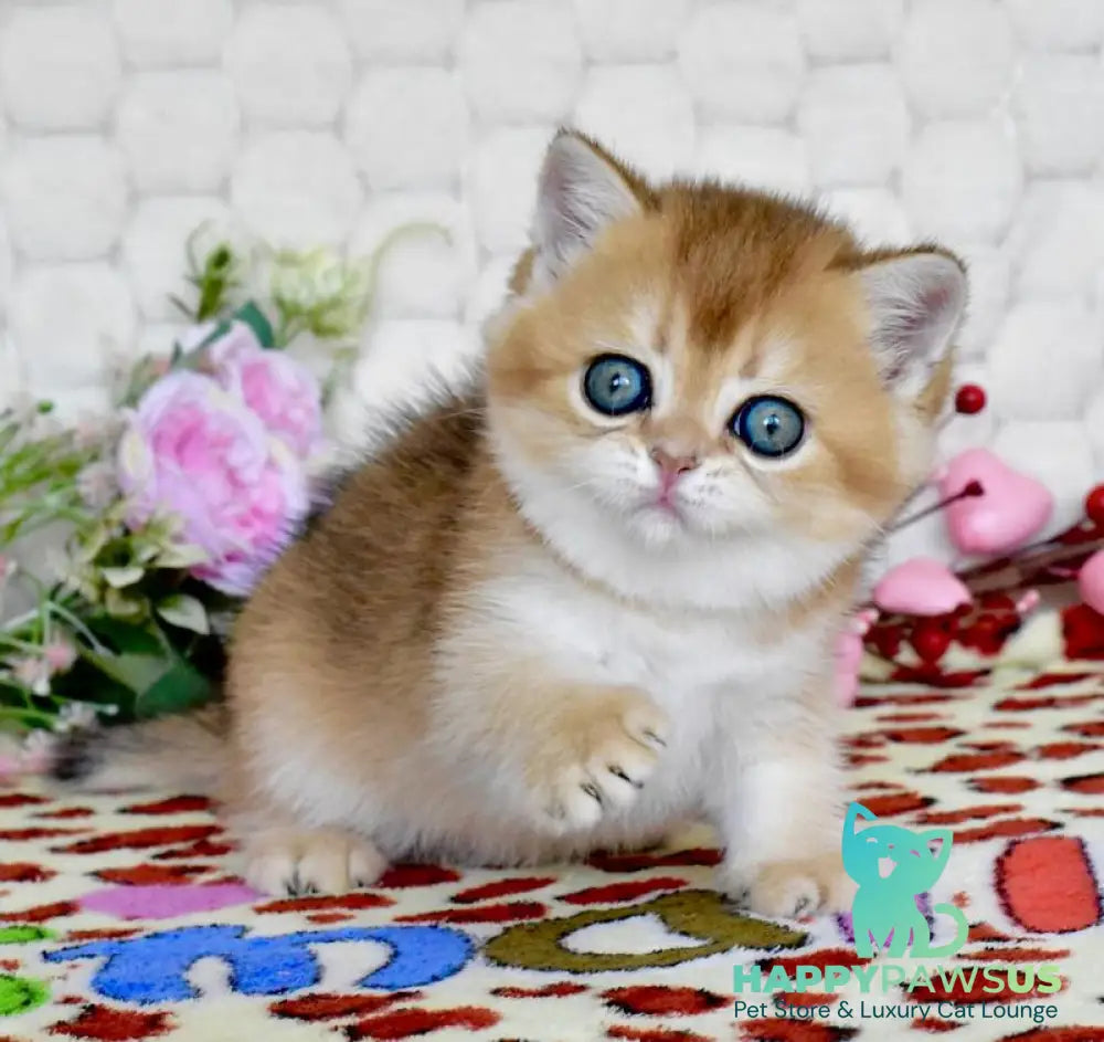 Wayllet British Shorthair female black golden shaded - live animals