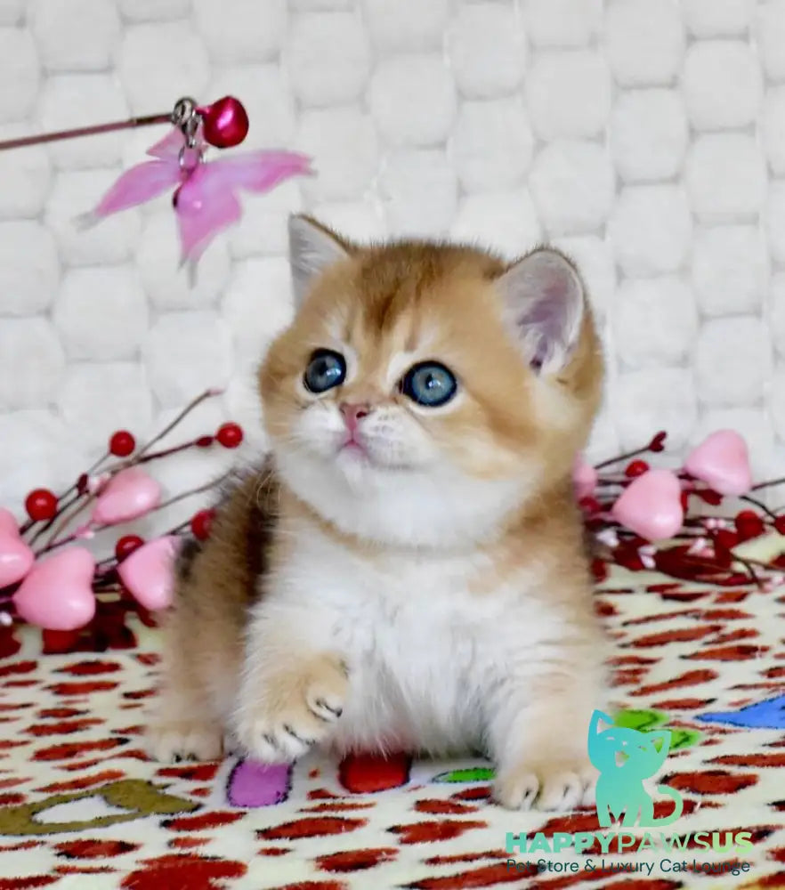 Wayllet British Shorthair female black golden shaded - live animals