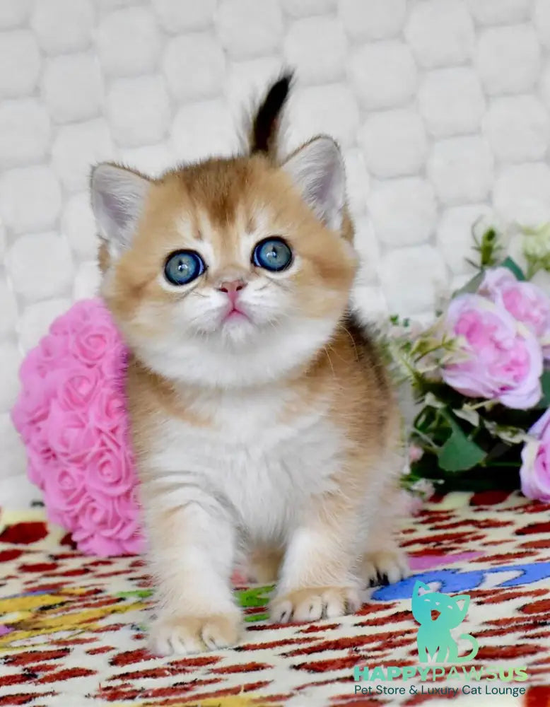Wayllet British Shorthair female black golden shaded - live animals