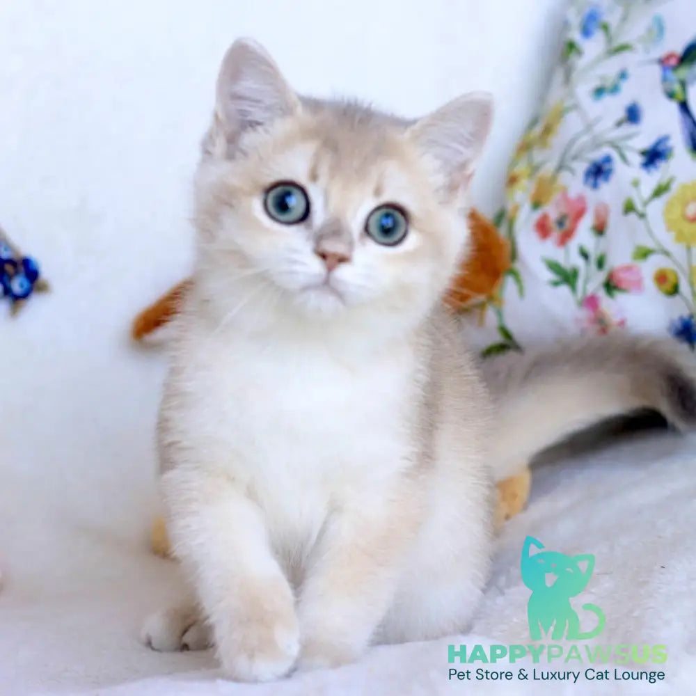 Webster British Shorthair male blue golden chinchilla - live animals