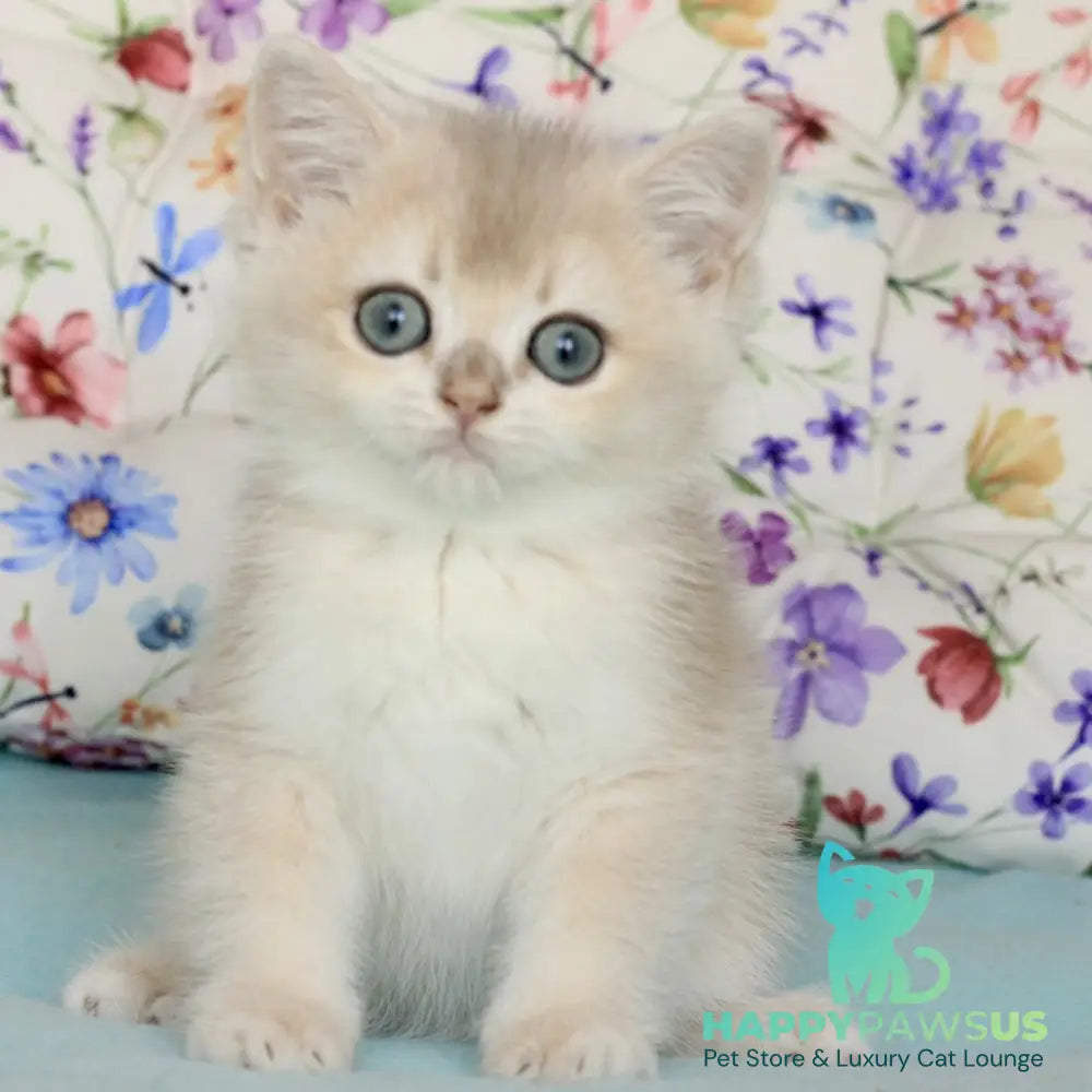 Webster British Shorthair male blue golden chinchilla - live animals