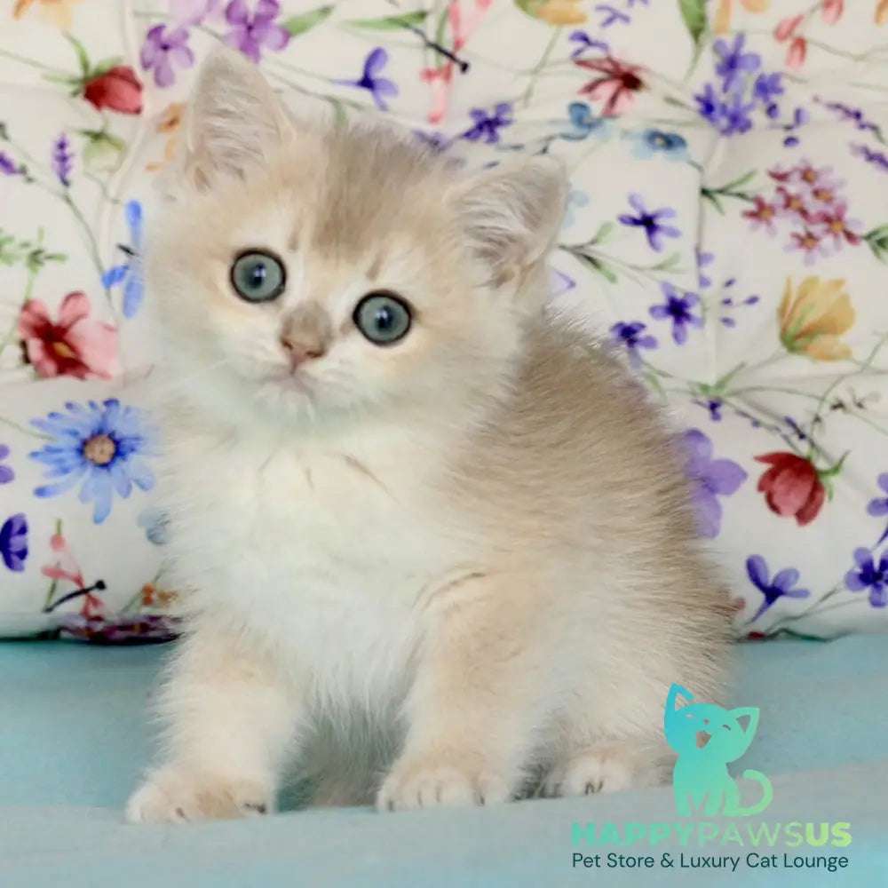 Webster British Shorthair male blue golden chinchilla - live animals