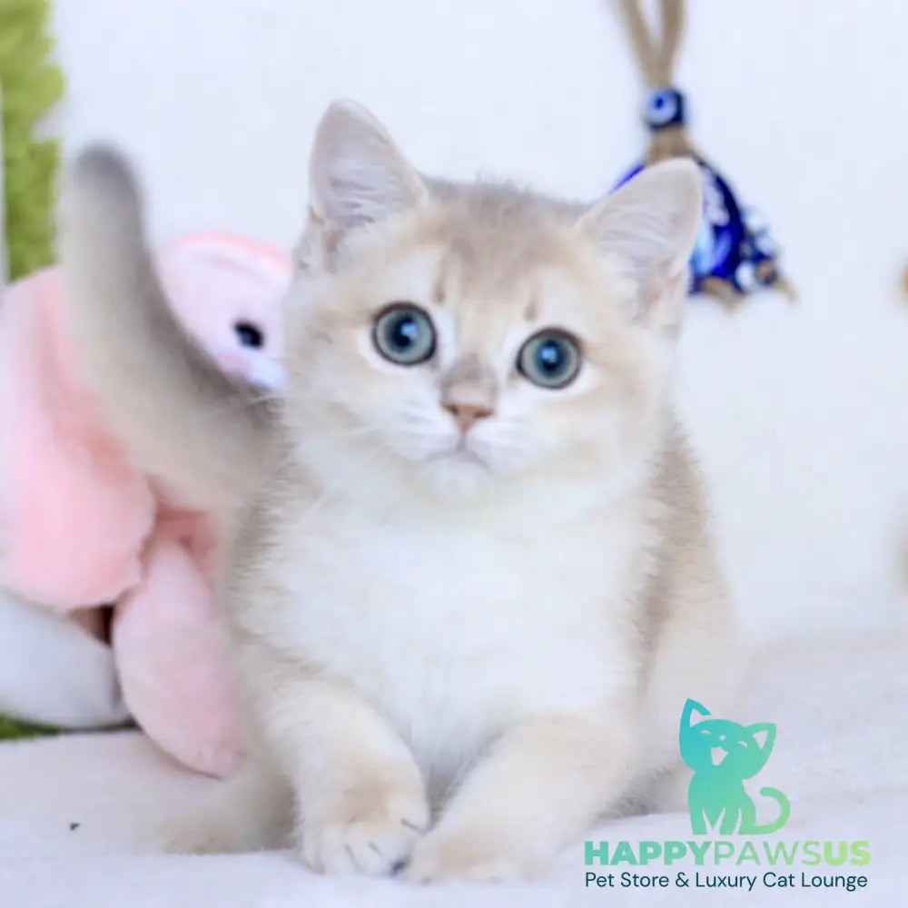 Webster British Shorthair male blue golden chinchilla - live animals