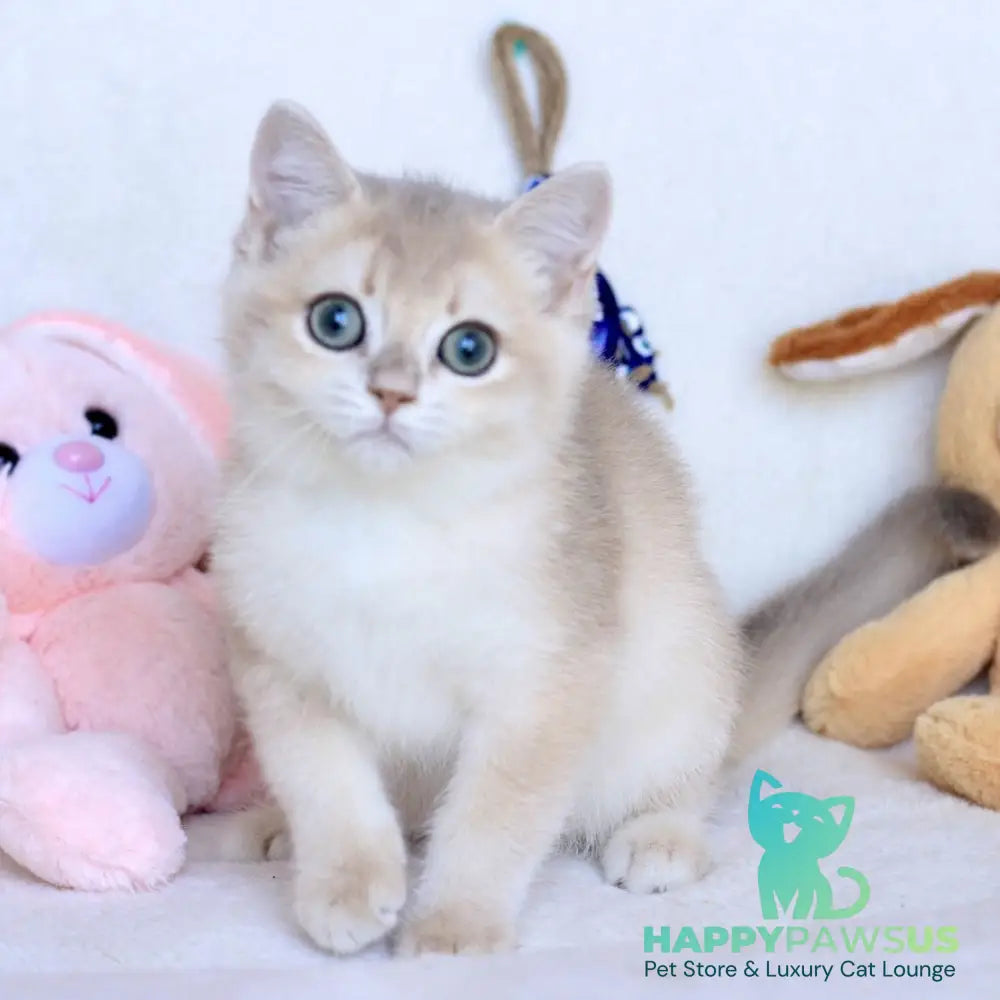 Webster British Shorthair male blue golden chinchilla - live animals