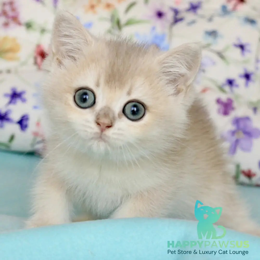 Webster British Shorthair male blue golden chinchilla - live animals
