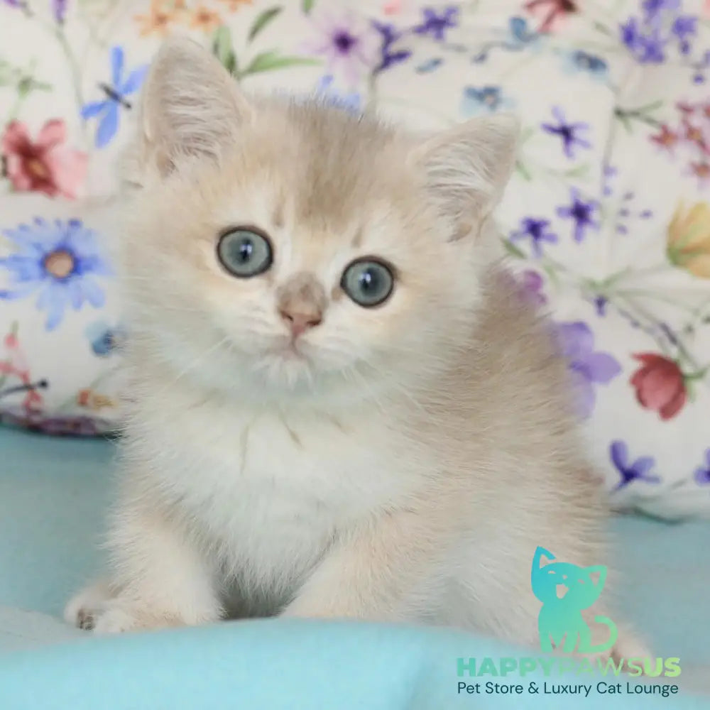 Webster British Shorthair male blue golden chinchilla - live animals
