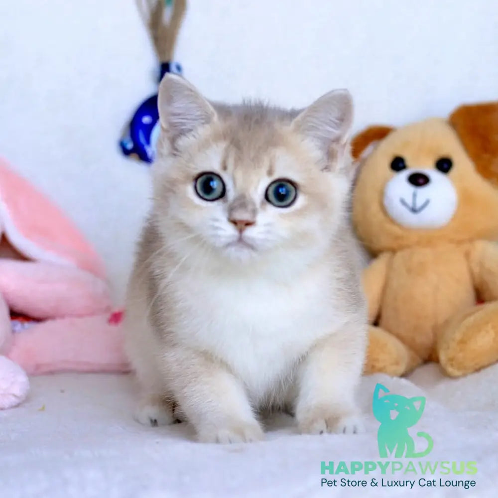 Webster British Shorthair male blue golden chinchilla - live animals