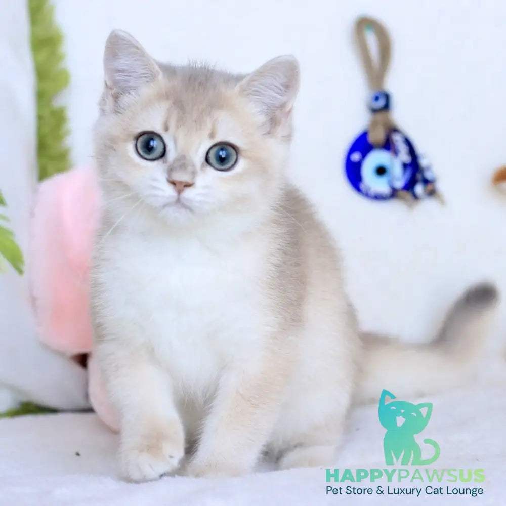 Webster British Shorthair male blue golden chinchilla - live animals