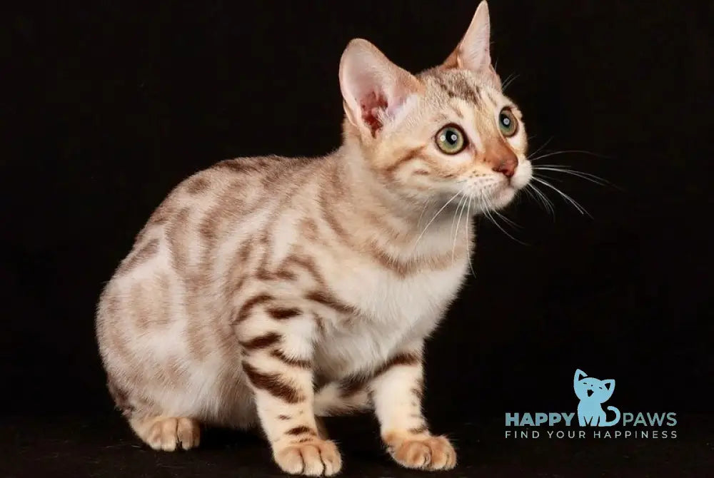 Wednesday Bengal female black spotted tabby pointed live animals