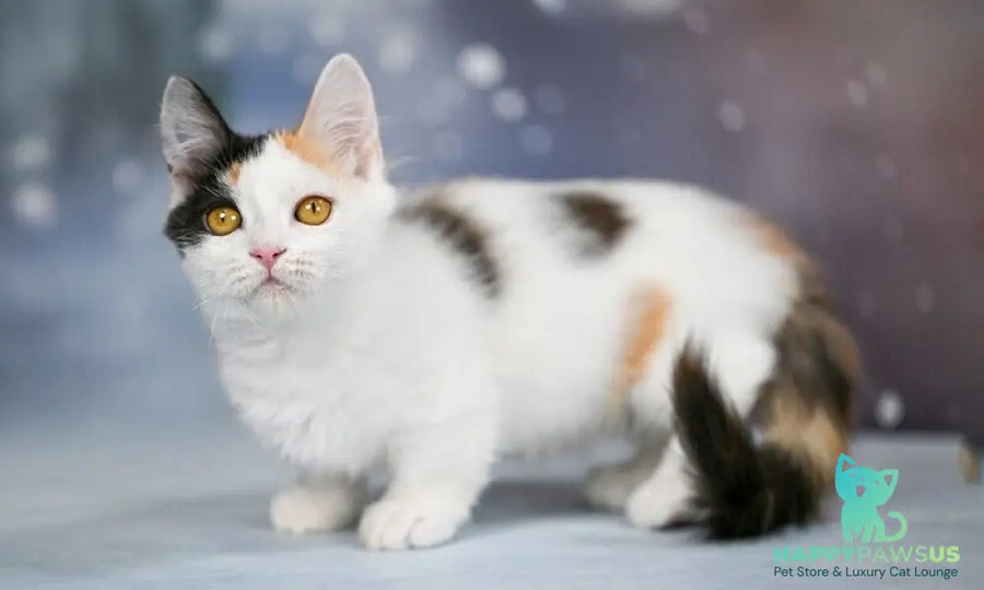 Wednesday Munchkin female black tortie bicolour - live animals