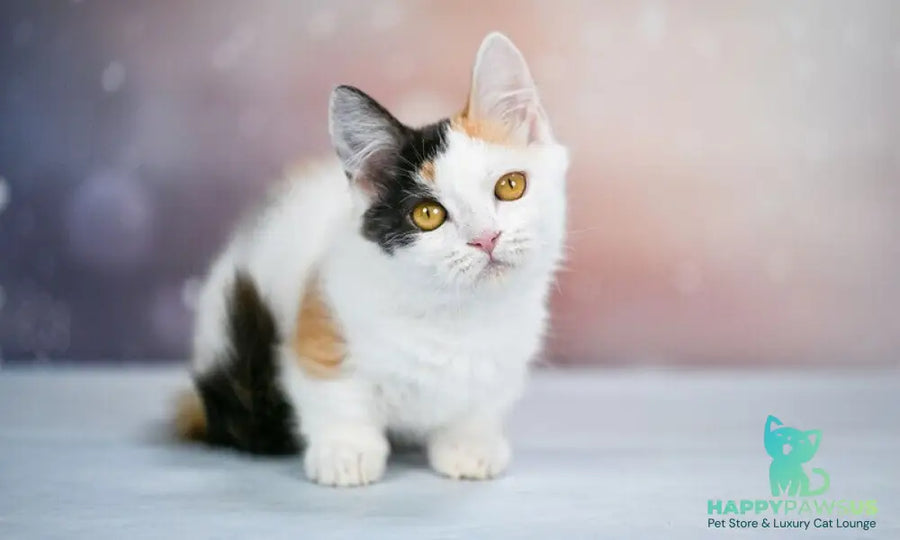 Wednesday Munchkin female black tortie bicolour - live animals