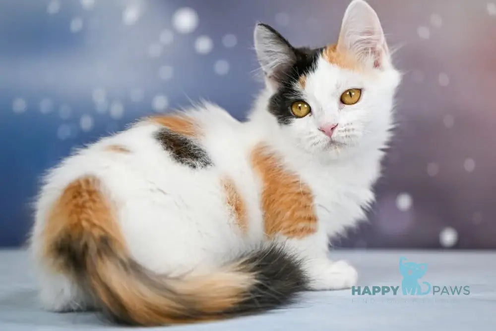 Wednesday Munchkin female black tortie bicolour - live animals