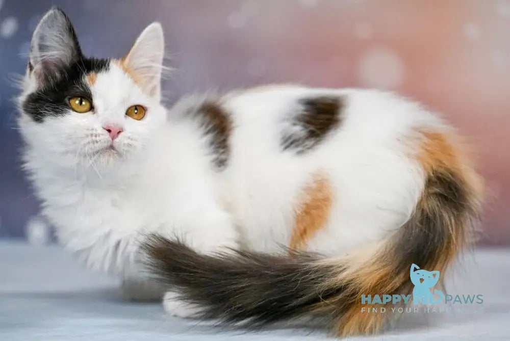Wednesday Munchkin female black tortie bicolour - live animals