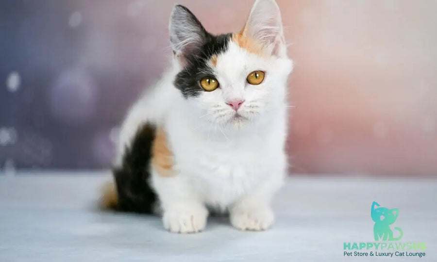 Wednesday Munchkin female black tortie bicolour - live animals