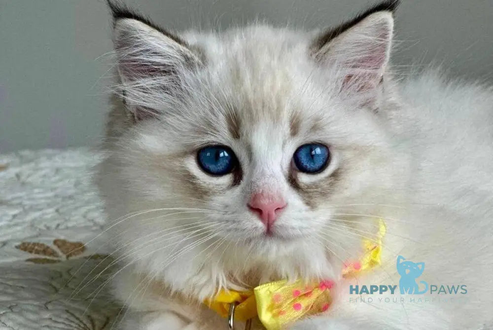 Wednesday Ragdoll female seal tabby bicolour live animals