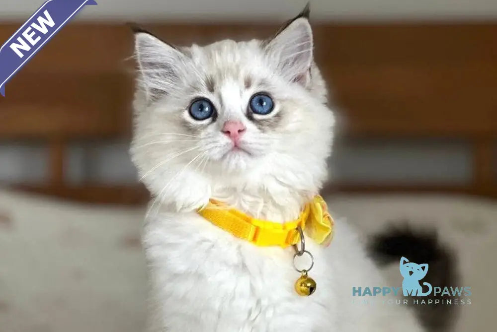 Wednesday Ragdoll female seal tabby bicolour live animals