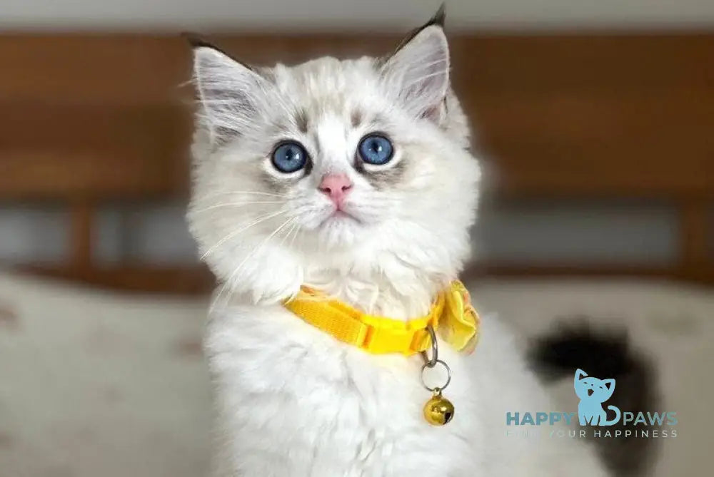 Wednesday Ragdoll female seal tabby bicolour live animals