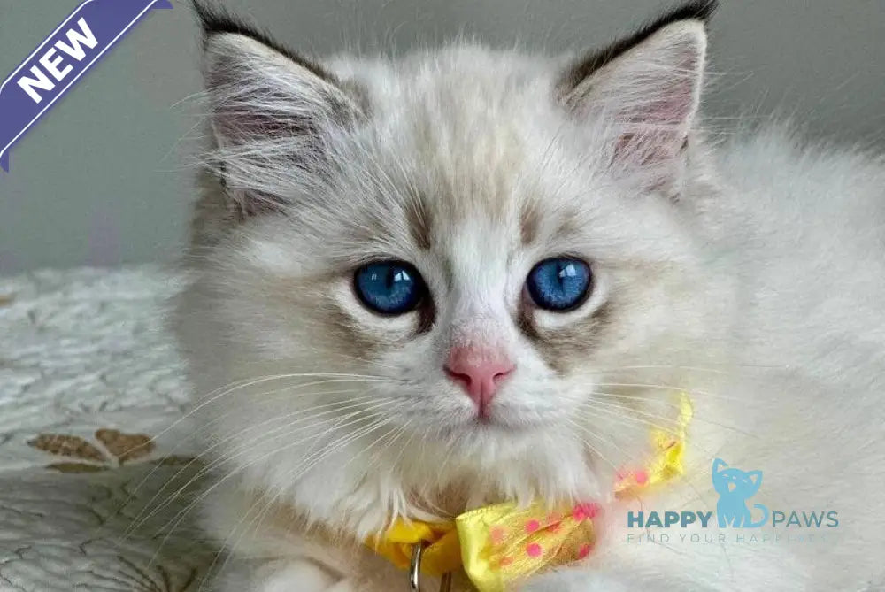 Wednesday Ragdoll female seal tabby bicolour live animals