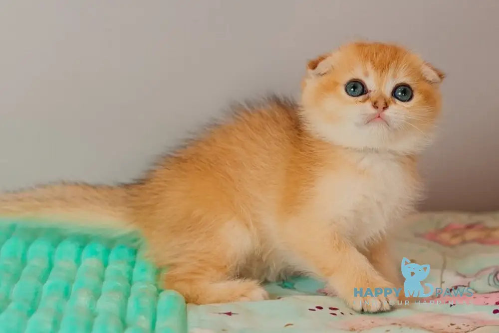 Wednesday Scottish Straight female black golden shaded live animals