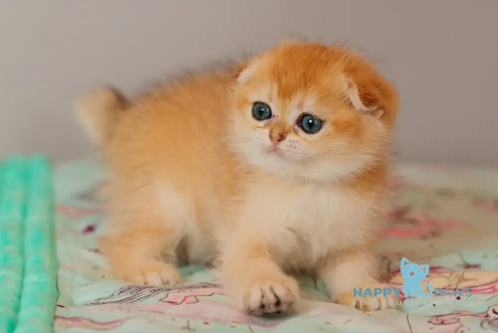 Wednesday Scottish Straight female black golden shaded live animals