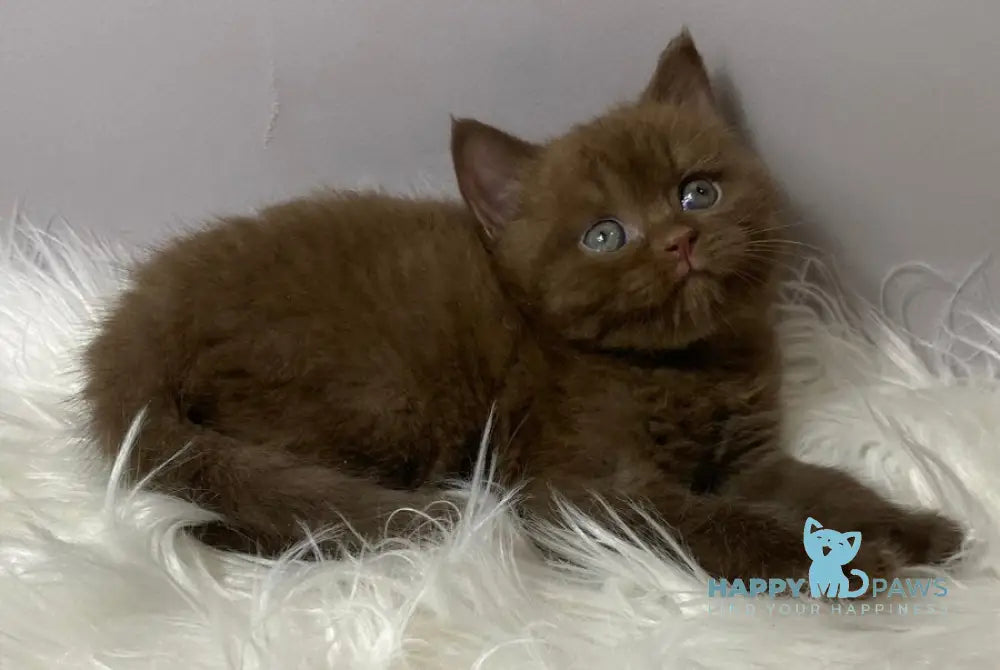 Wegas British Shorthair male chocolate live animals