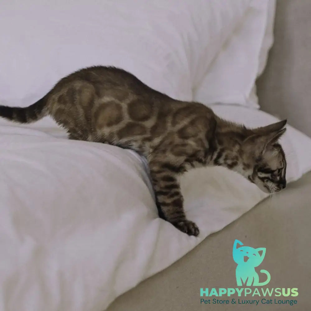 Weiss Bengal male black amber spotted tabby pointed - live animals