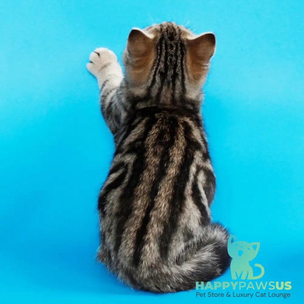 Weiss British Shorthair male black tabby - live animals