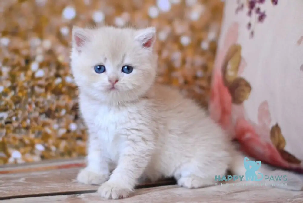 Wella British Shorthair female, lilac golden shaded | Happy