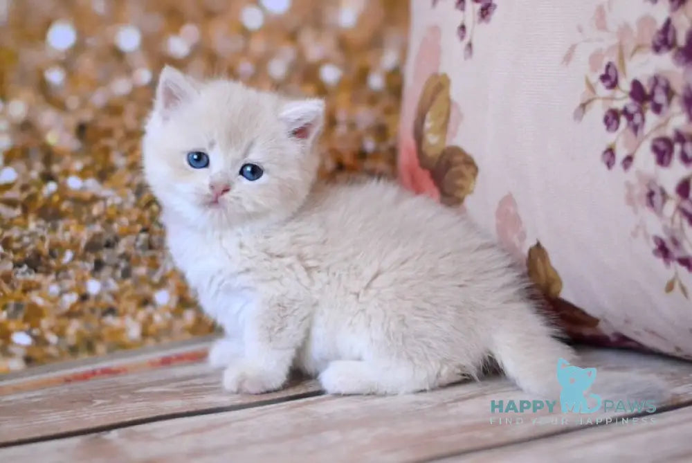 Wella British Shorthair female lilac golden shaded live animals