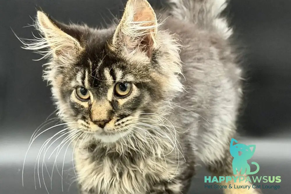Wella Maine Coon female black ticked tabby - live animals