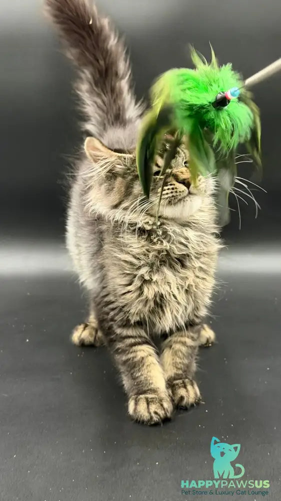 Wella Maine Coon female black ticked tabby - live animals