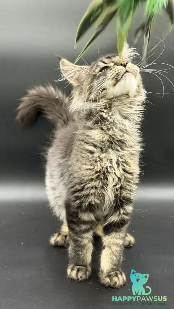 Wella Maine Coon female black ticked tabby - live animals