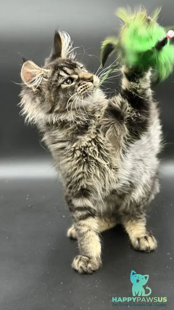 Wella Maine Coon female black ticked tabby - live animals