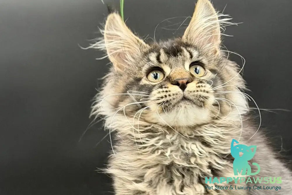 Wella Maine Coon female black ticked tabby - live animals