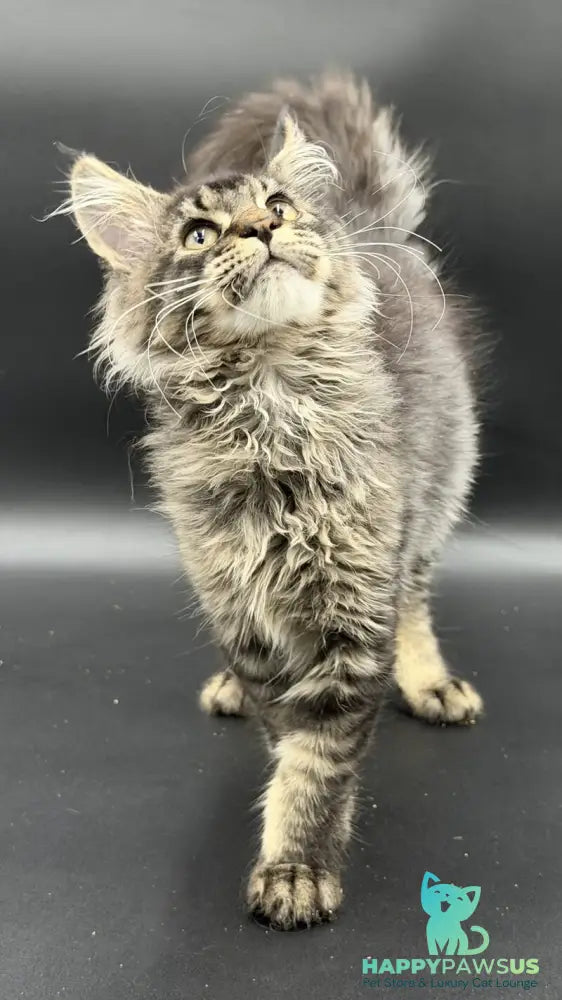 Wella Maine Coon female black ticked tabby - live animals