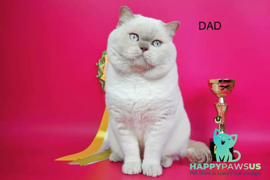 Wella Rose British Shorthair female сinnamon - live animals